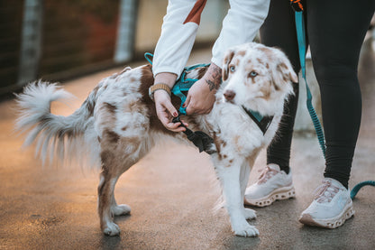 Rush harness Teal - Non-stop dogwear - immagine 6