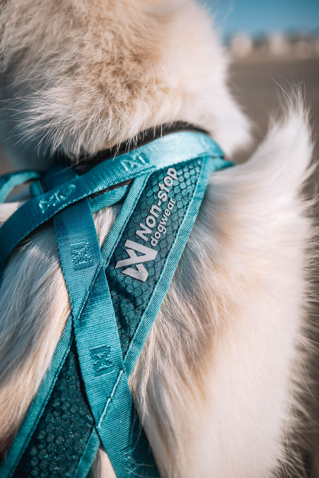 Rush harness Teal - Non-stop dogwear - immagine 7