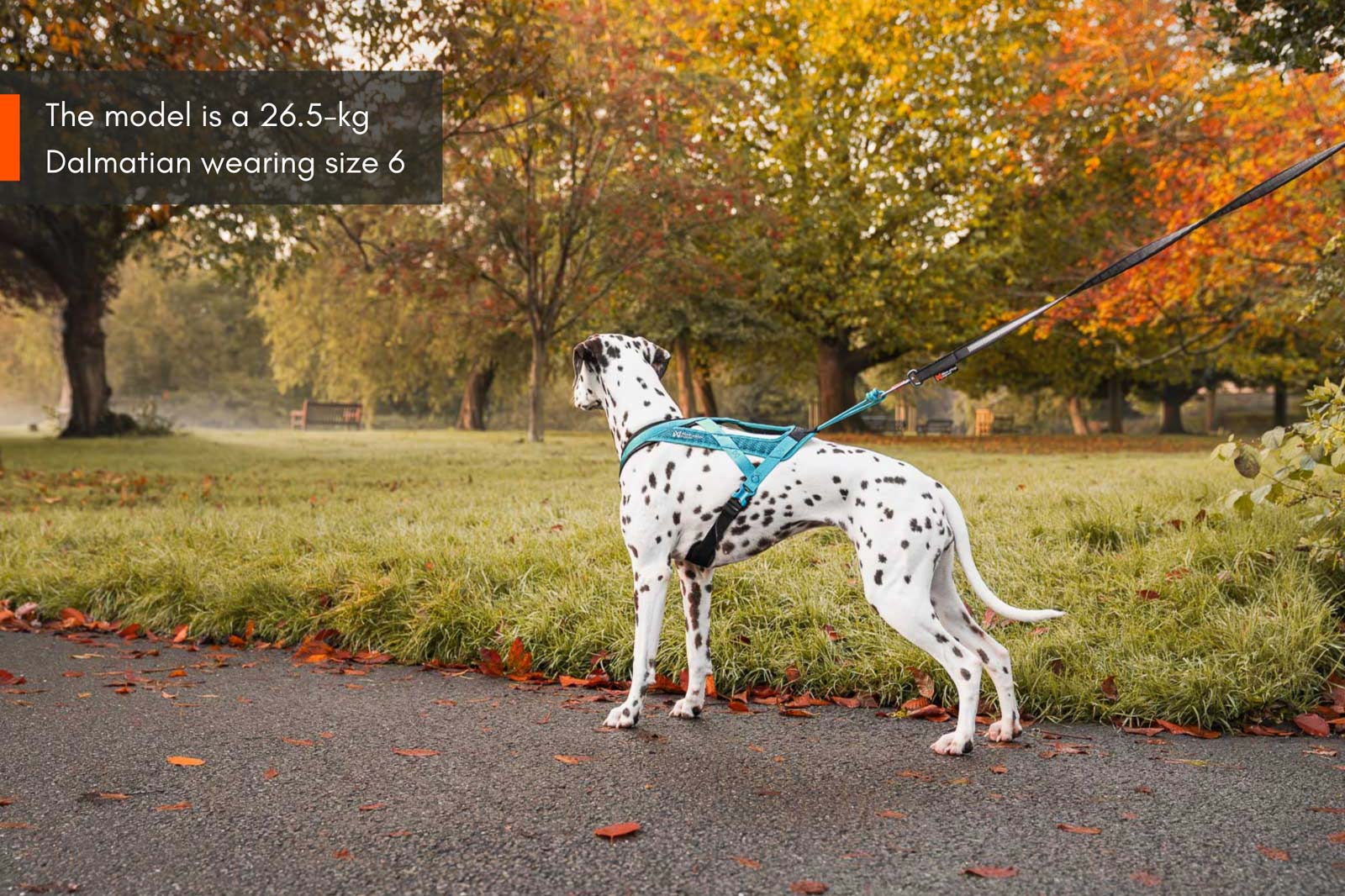 Rush harness Teal - Non-stop dogwear - immagine 8