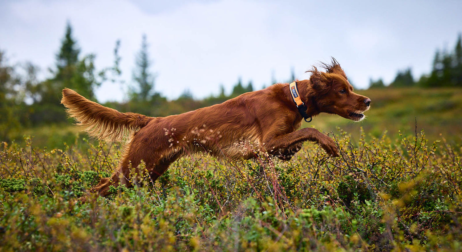 Protector collar - Non-stop dogwear - immagine 5