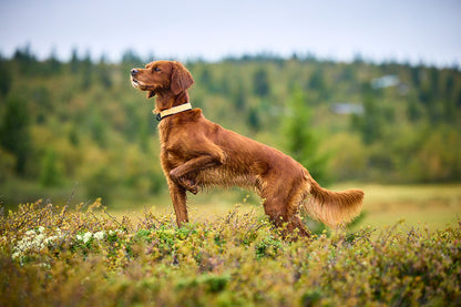 Protector collar - Non-stop dogwear - immagine 7