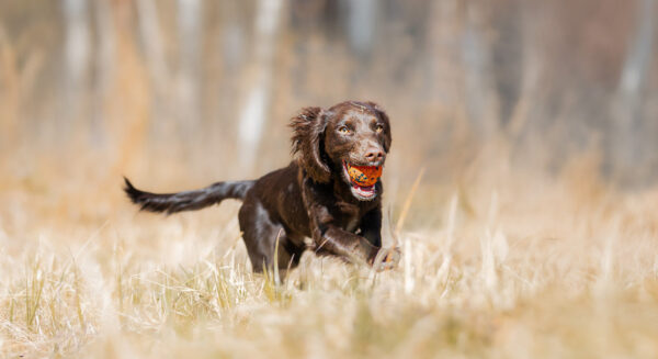 Dog ball - Non-stop dogwear - immagine 4