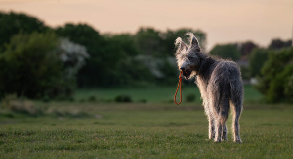 Dog ball on rope - Non-stop dogwear - immagine 3