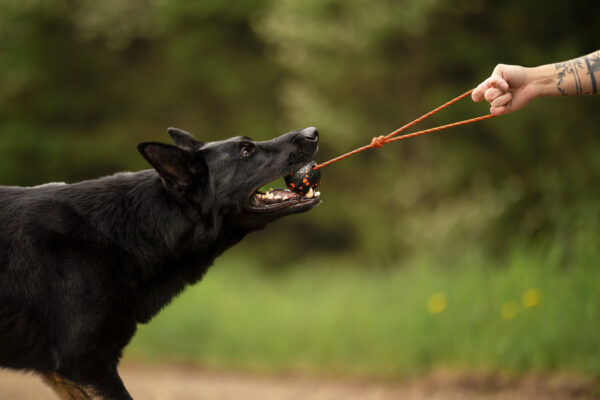 Dog ball on rope - Non-stop dogwear - immagine 5