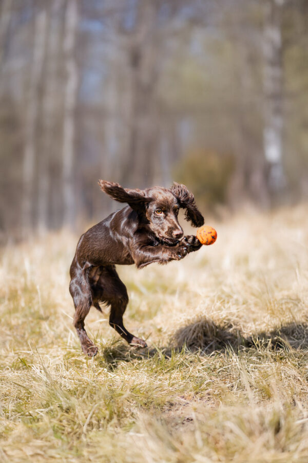 Dog ball - Non-stop dogwear - immagine 6