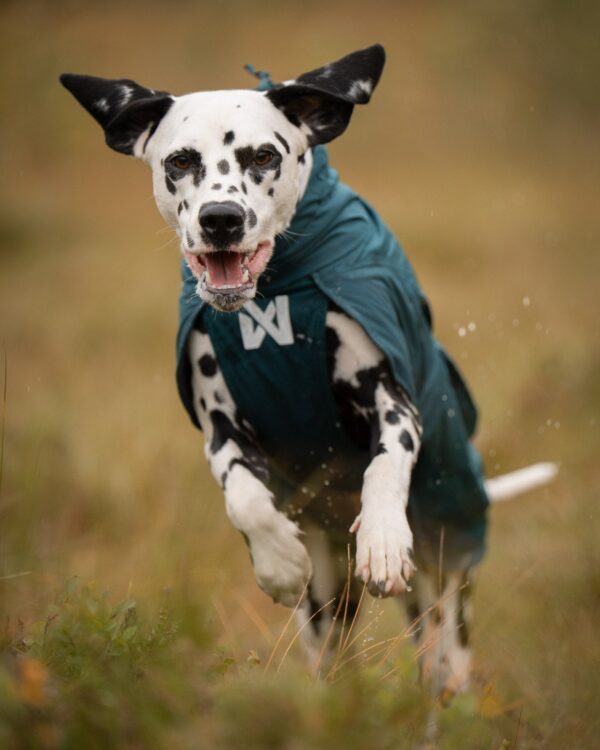 Fjord lined raincoat, cappotto impermeabile - Non-stop dogwear - immagine 6