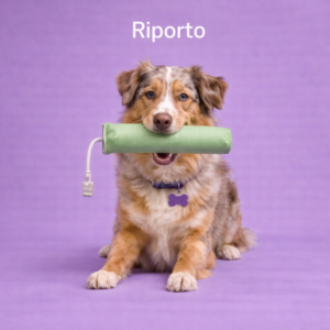 Riporto