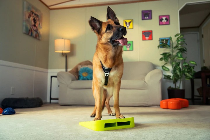 Balance Ramp Verde - FitPAWS® - immagine 6
