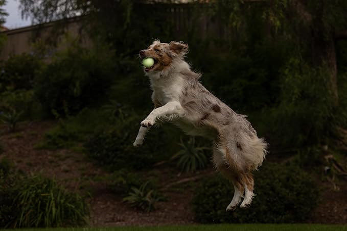 Pallina Fosforescente per Cani Max Glow Ball - Chuckit! - immagine 3
