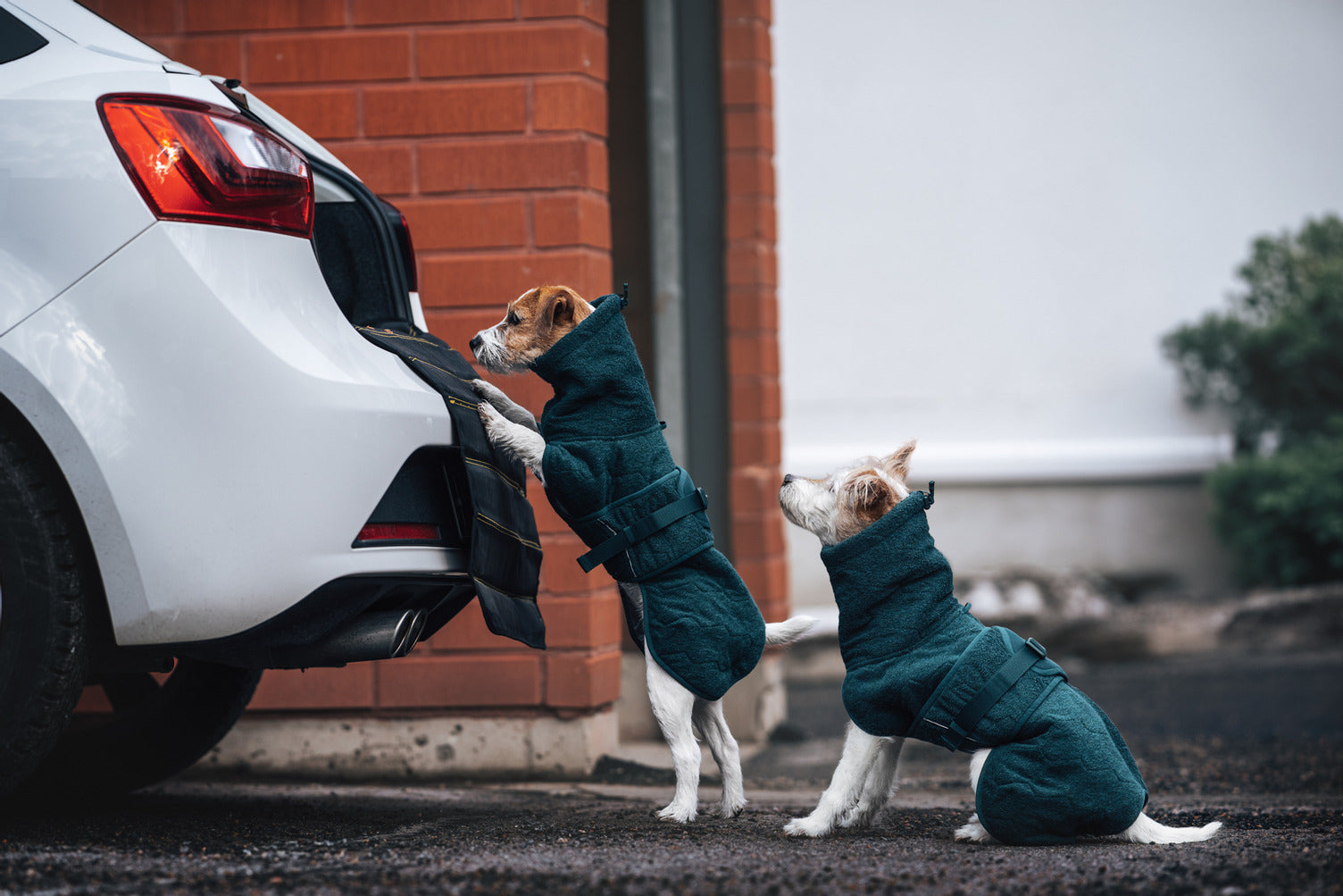 Accappatoio Drying coat Dark Teal - Non-stop dogwear - immagine 6