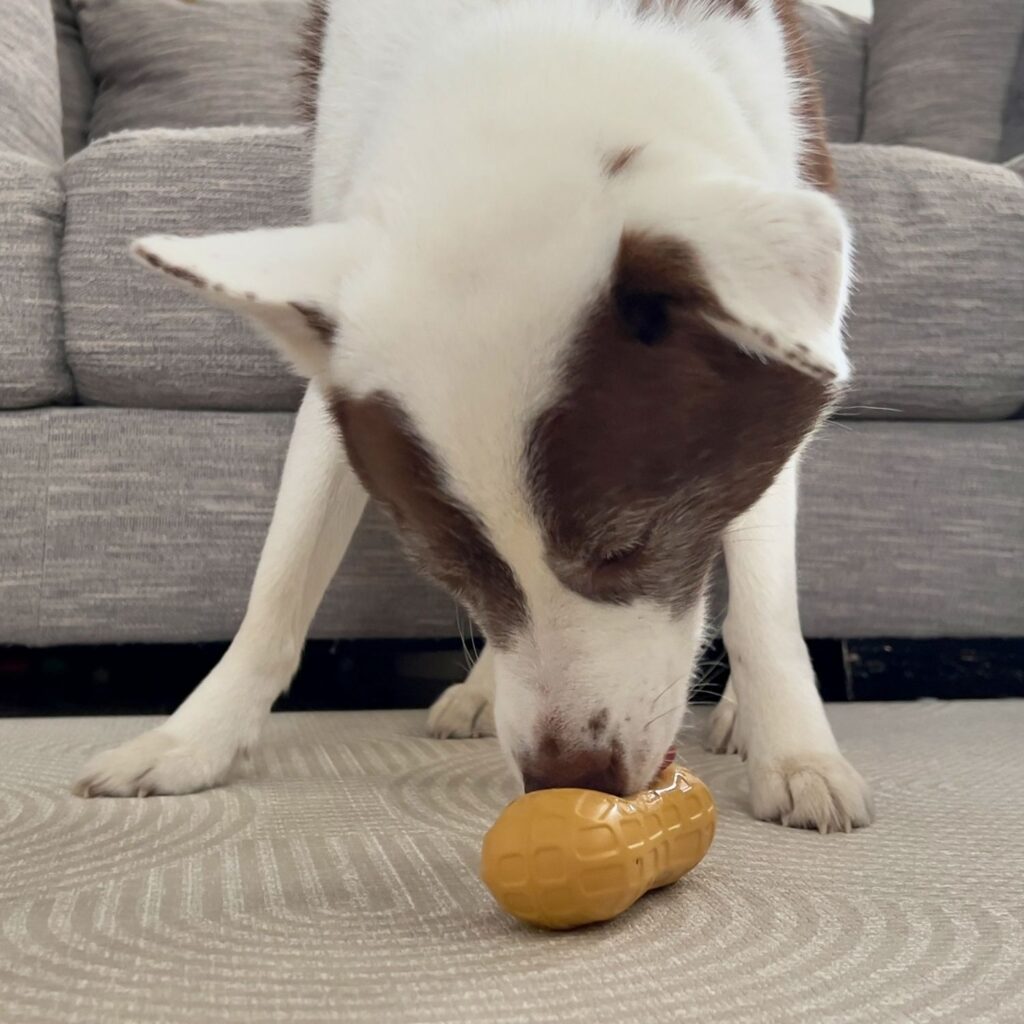 Gioco Riempibile per Cani Peanut Butter Strong Treat Toy Medium – Nylabone - immagine 3