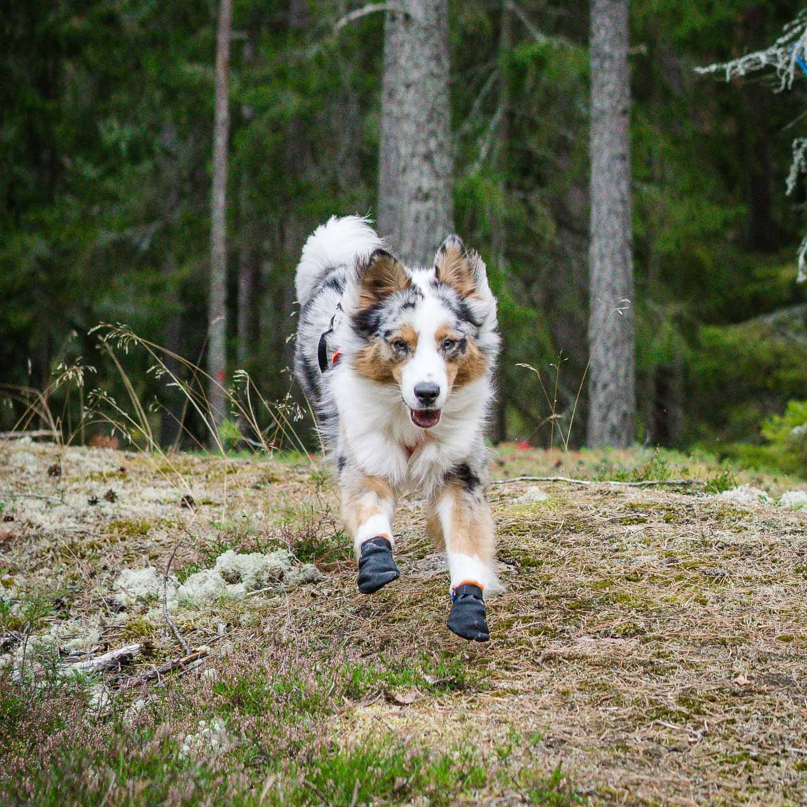 Scarpette protettive per cani Protector Bootie - Non-stop Dogwear - immagine 5