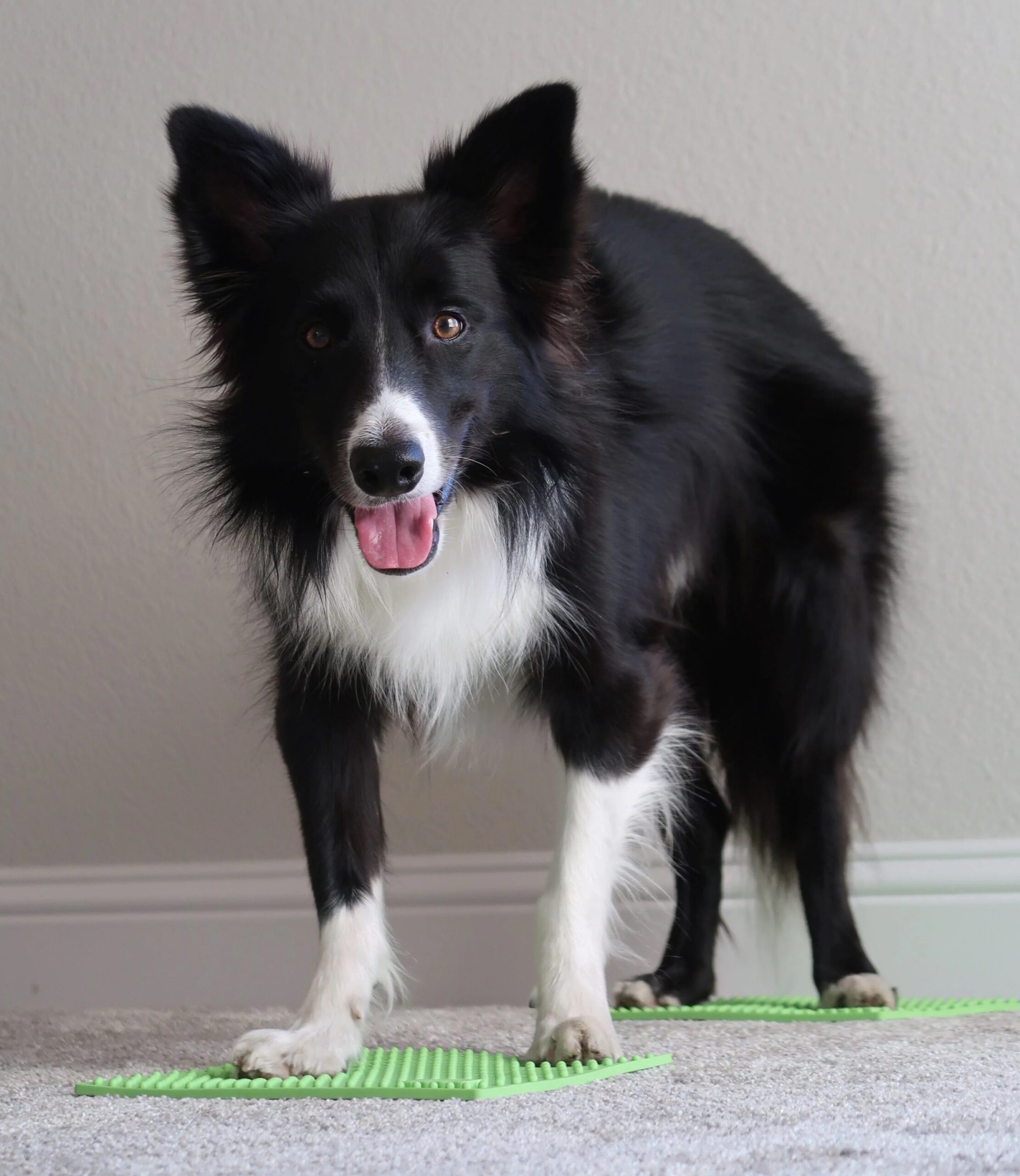 Set 2 Target Propriocettivi per Cani TRAX Targets - FitPAWS - immagine 4