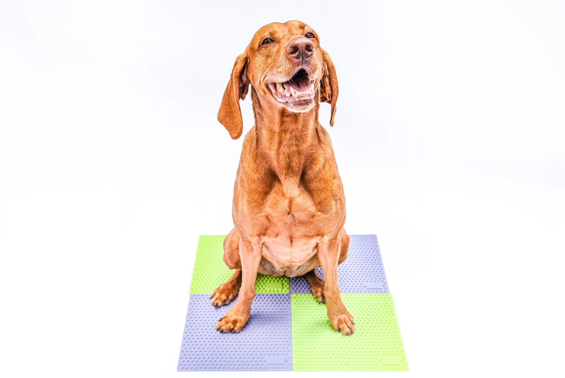 Set 2 Target Propriocettivi per Cani TRAX Targets - FitPAWS - immagine 6