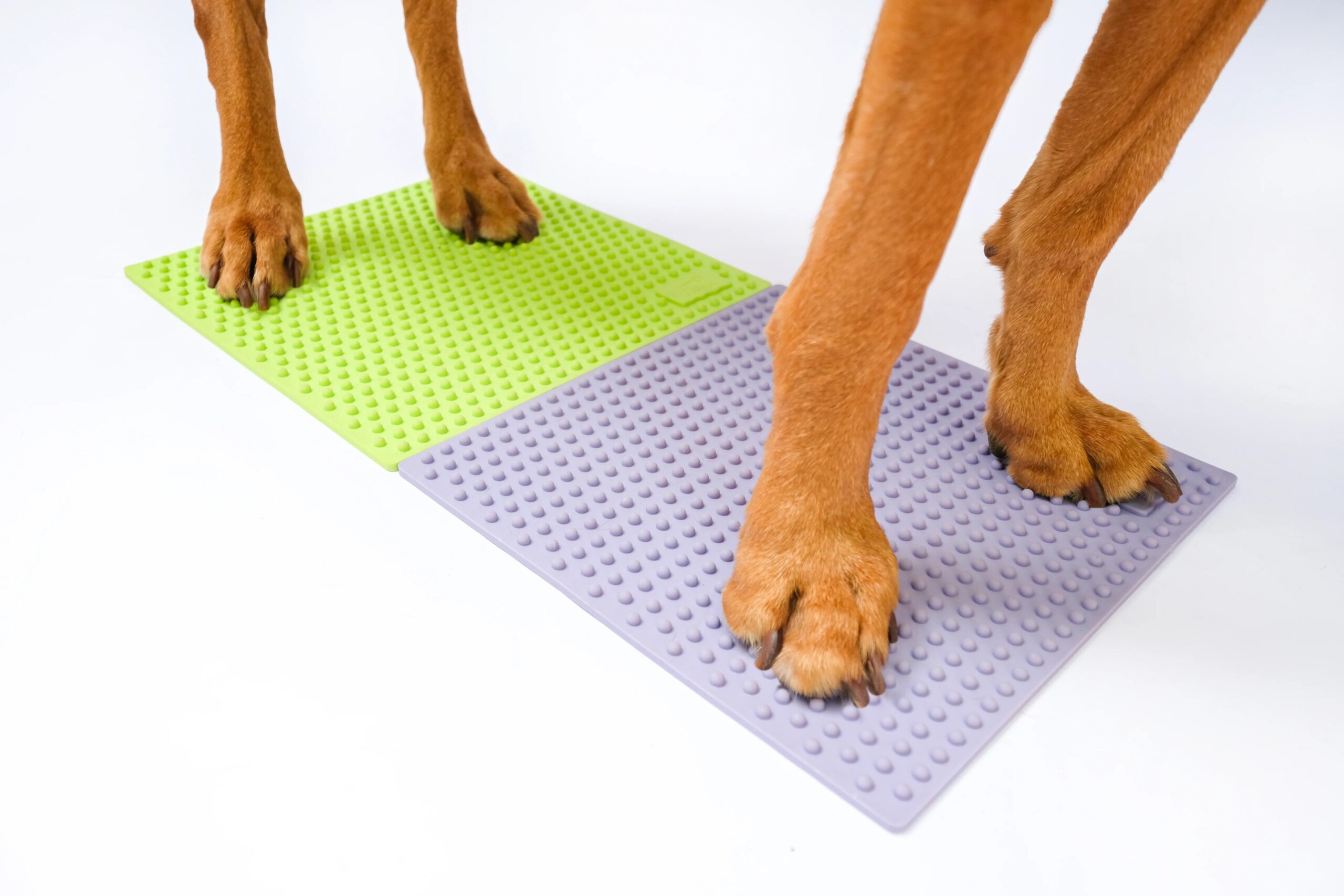 Set 2 Target Propriocettivi per Cani TRAX Targets - FitPAWS - immagine 2